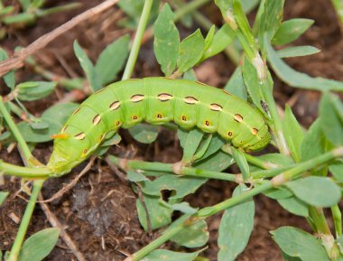 Beyaz astarlı Sfenks güve caterpillar ortak Knotgrass, Polygonum aviculare besleme
