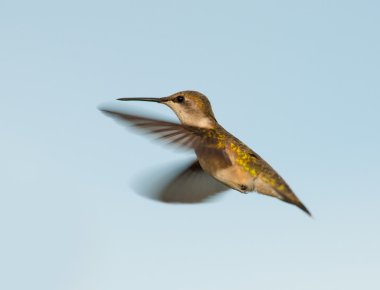 Kadın Ruby - boğazlı, karşı mavi gökyüzü uçan sinek kuşu