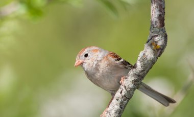 Alan Sparrow, Spizella pusilla, bir ağaç bahar tünemiş.