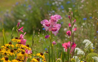Renkli, güneşli yaz bahçesinde güzel Glayöl çiçek