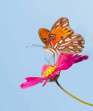 Gulf Fritillary butterfly feeding on a pink Cosmos flower with blue sky background clipart
