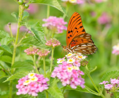 Gulf Fritillary butterfly feeding on coloful Lantana flowers in summer garden clipart