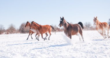 Karlı kış arazide tepeden aşağı açık dörtnala atlar