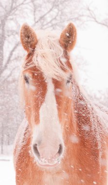 Belçika taslak at üstünde kar
