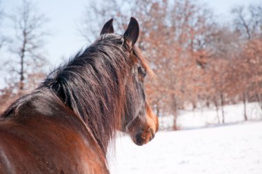 Karanlık defne Arap atı bir karlı kış arka plan ile mesafe bakarak