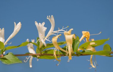Japon Hanımeli Lonicera japonica, mavi gökyüzü asma üzerinde narin çiçekler