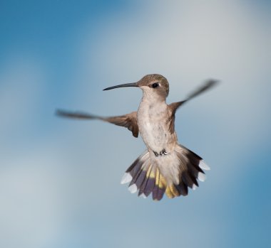 Merakla onu arıyorum dişi sinek kuşu uçuş,