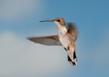 Uçuşta, parçalı bulutlu gökyüzü karşı görüntüleyiciyi bakarak kadın Ruby - boğazlı sinek kuşu