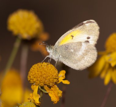 Diminutive Little Yellow, Eurema lisa, butterfly feeding on a Sneezeweed in fall clipart