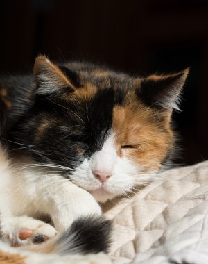 güneşli bir yerde uyuyan güzel alaca kedi