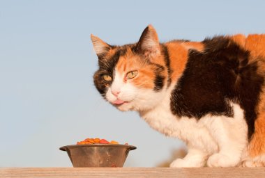 Beautiful calico cat eating kibble outdoors, in spring evening sun clipart