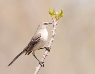 Northern Mockinbird, Mimus polyglottos, a very vocal songbird perched on a twig in early spring, against muted background clipart