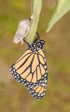Monarch kelebek kısa bir süre sonra eclosion kadar doldurmak kanat bekleyen onun chrysalis üzerinden