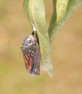 Eclosion--dan onun chrysalis anlarıyla Monarch kelebek