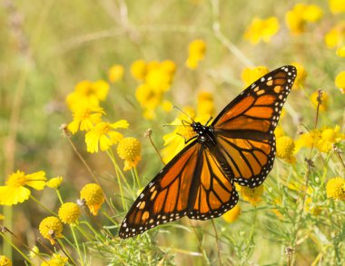 Migrating female Monarch butterfly feeding on a Sneezeweed clipart