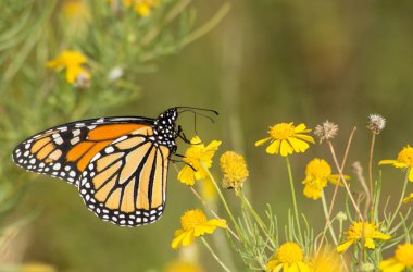 Geçirme Monarch kelebek bir Sneezeweed sonbaharda besleme