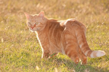 Akşam güneşi zencefil tekir kedi