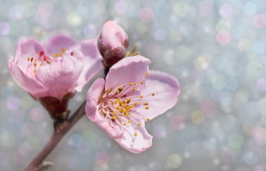 Rüya gibi pastel bokeh arka plan karşı şeftali çiçekleri