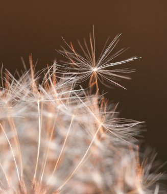 Sarı ve turuncu tonları geç akşam güneşi tarafından hazır - karahindiba saatinden yaklaşık ayırmak için tek bir karahindiba tohum uçurmayı yaktı