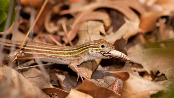 Six-lined Racerunner whiptail eating a grasshopper in underbrush — Stock Photo, Image