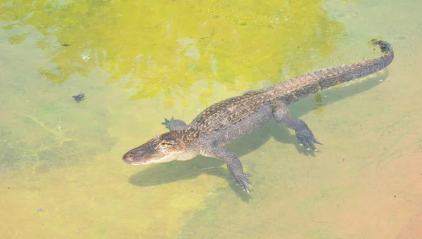 American alligator, Alligator mississippiensis, crogiolarsi in una pozza d'acqua poco profonda — Foto Stock