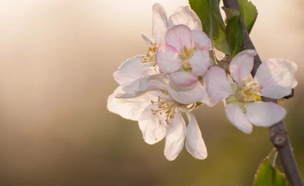 Flores de maçã para trás iluminado pelo sol tarde da noite, foco em estames — Fotografia de Stock