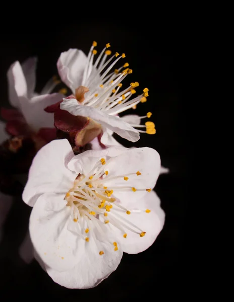 Flores de albaricoque, Prunus armeniaca, a principios de primavera sobre fondo oscuro —  Fotos de Stock