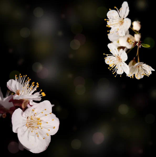 Imagen de ensueño de flores primaverales sobre fondo bokeh de ensueño oscuro —  Fotos de Stock