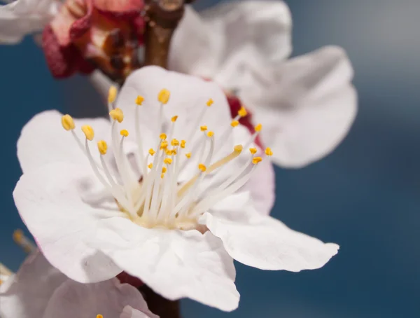 Fechar-se de uma flor de damasco no sol de primavera — Fotografia de Stock