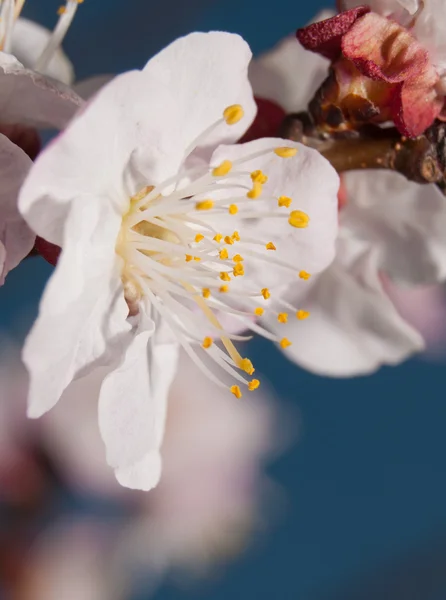 Hassas bir kayısı closeup erken ilkbaharda çiçek — Stok fotoğraf