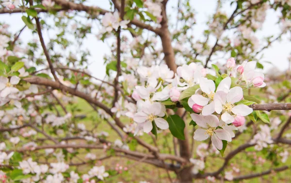 Close-up van een bloeiende appelboom in het voorjaar van — Stockfoto