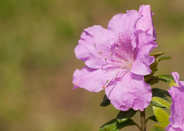 シングル ピンク ツツジの花のクローズ アップ — ストック写真