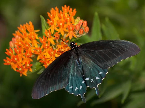 Vista dorsal de uma borboleta de rabo de andorinha verde em laranja Butterflyweed — Fotografia de Stock