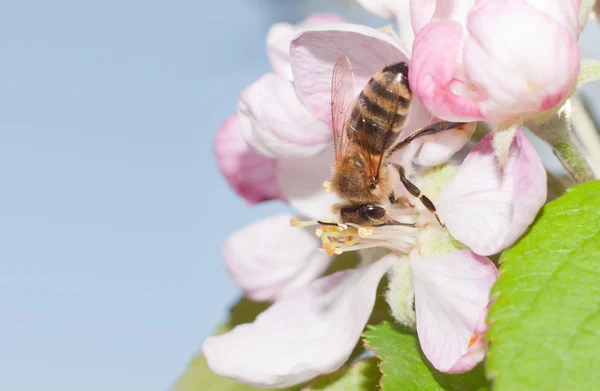 Honey Bee pollinating an apple blossom in early spring — Stock Photo, Image