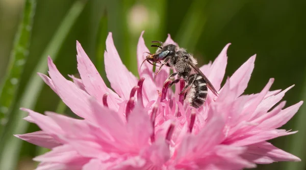 Pretos e brancos Anthophora urbana abelha polinizando um Cornflower rosa na primavera — Fotografia de Stock