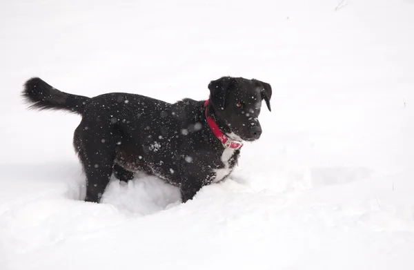 Svart hund i djup snö i tunga snöfall — Stockfoto
