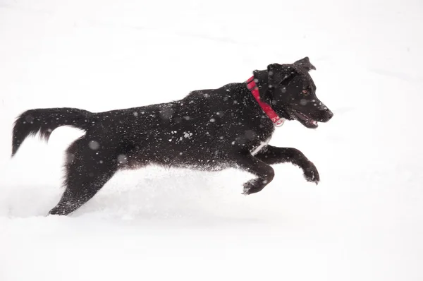 Happy svart hund spelar i djup snö i tung snö falla — Stockfoto