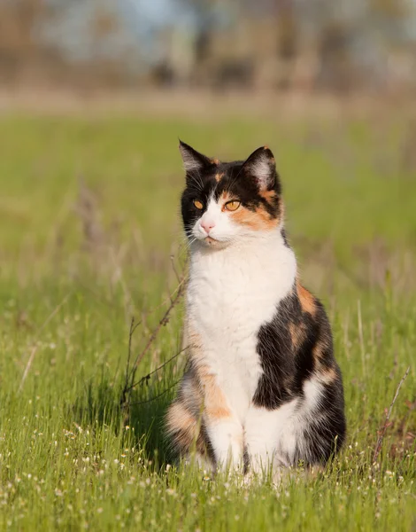 Bonito gato calico em luz verde grama primavera — Fotografia de Stock