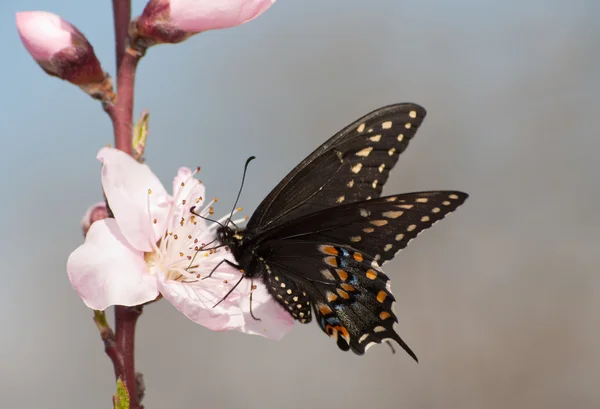 Östra svart Swallowtail butterfly livnär sig på en peach blossom tidigt på våren — Stockfoto