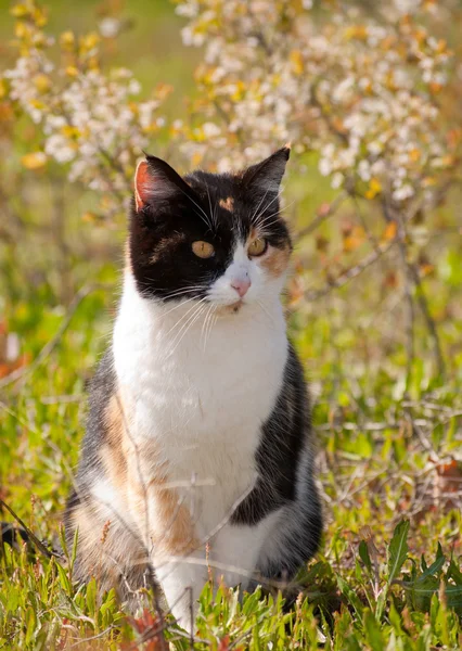Calico gato en sol con flores de primavera —  Fotos de Stock