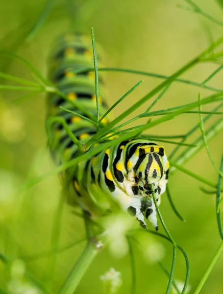 Närbild av en svart Swallowtail larv kalasar på dill — Stockfoto