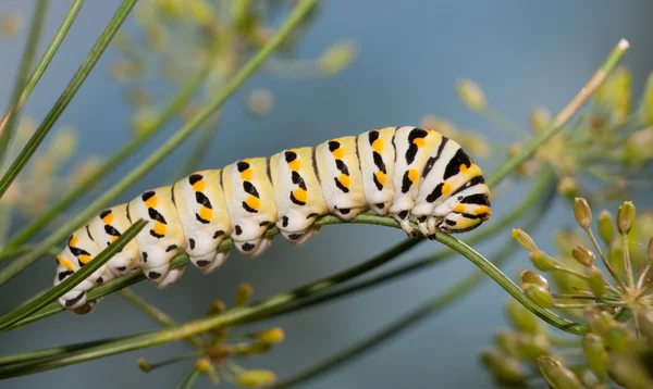 Fekete fecskefarkú caterpillar enni kapros-szár — Stock Fotó