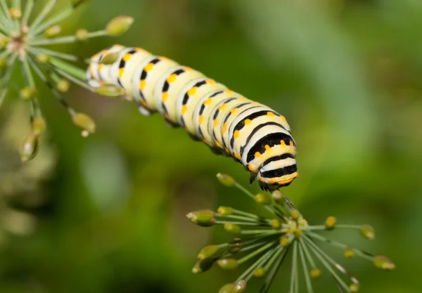 Caterpillar egy Kelet-fekete fecskefarkú Butterfly enni kapros-szár — Stock Fotó