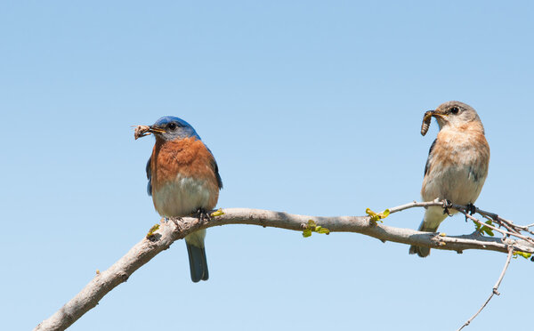 Mommy and daddy Eastern Bluebird with insects in their beaks to feed their brood in early spring