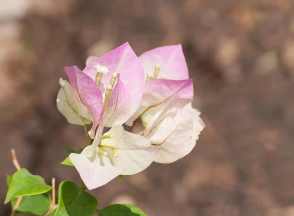 Closeup of a two-toned Bougainvillea flower in spring garden — Stock Photo, Image