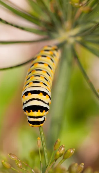 Ανατολικό μαύρο Swallowtail κάμπια που τρέφονται με φυσικό υποδοχής, άνηθο — Φωτογραφία Αρχείου