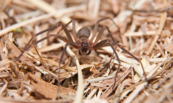 Braune Einsiedlerin, eine giftige Spinne im trockenen Wintergras — Stockfoto