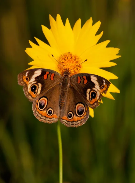 一般的なバックアイ蝶、アメリカタテハモドキ、ハルシャギク、明るい黄色の花晩春の夜に — ストック写真