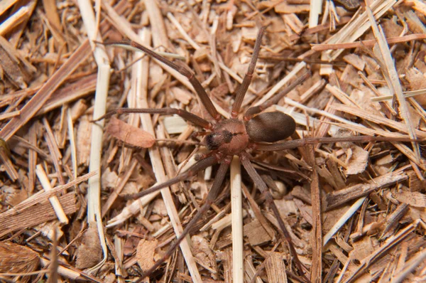 一个棕色隐士，Loxosceles reclusa，蜘蛛在干燥的冬季草地上伪装的特写镜头 — 图库照片