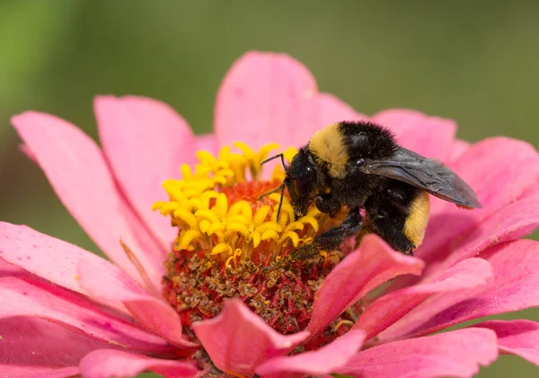 Bumble bee on a pink Zinnia — Stock Photo, Image